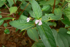 Impatiens kleiniformis